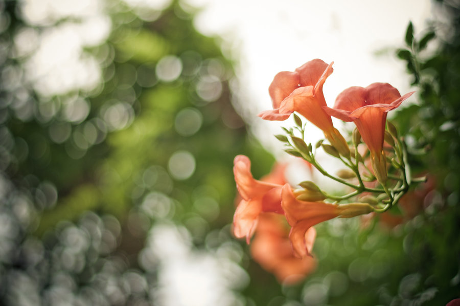 Ivy Flowers Wallpaper