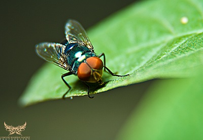 Macro Photography IV Macro Photography IV