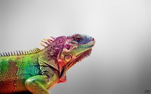 Colorful Lguana Wallpaper Windows PC and Apple Mac