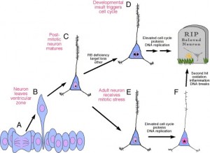 Computing and Neuroscience