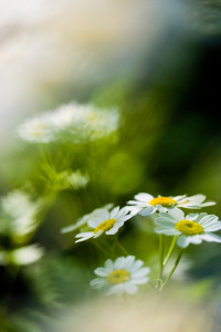 Role of Depth of Field