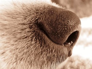 Dog Photography