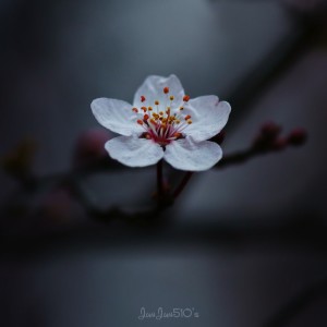 Flower Photography